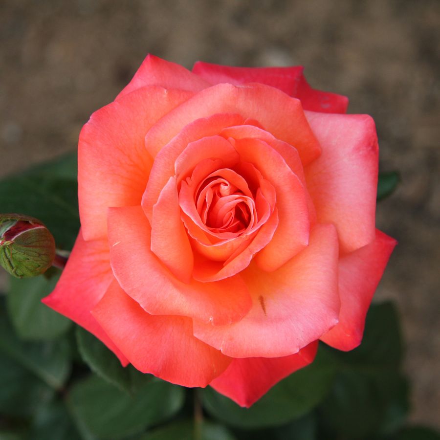 Rosa 'Cristoforo Colombo' R&oacute;zsa 'Cristoforo Colombo'