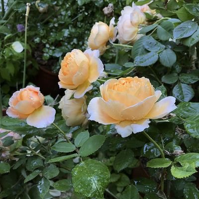 Rosa 'Crown Princess Margareta' Rózsa 'Crown Princess Margaret