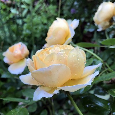 Rózsa 'Crown Princess Margaret Rosa 'Crown Princess Margareta'