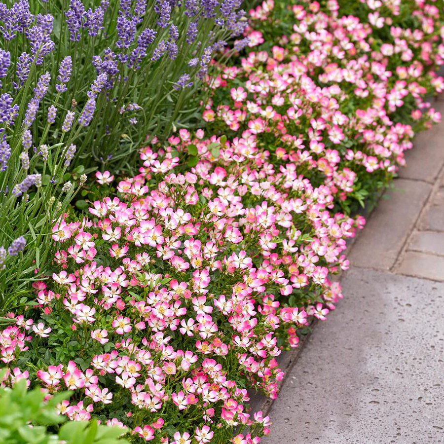 Rosa 'Cutie Pie' R&oacute;zsa 'Cutie Pie'