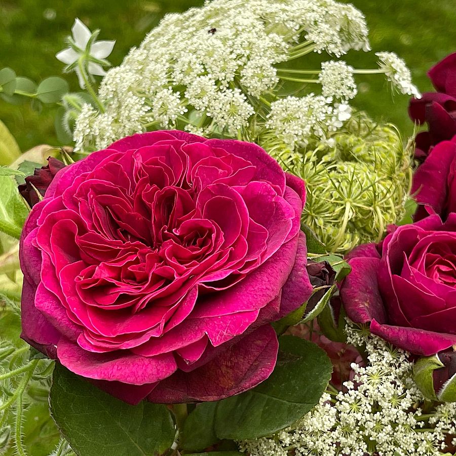 Rosa 'Deep Secret' Rózsa 'Deep Secret'