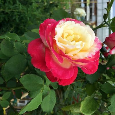 Rosa 'Double Delight' R&oacute;zsa 'Double Delight'