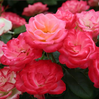 Rosa 'Enjoy' Rózsa 'Enjoy'