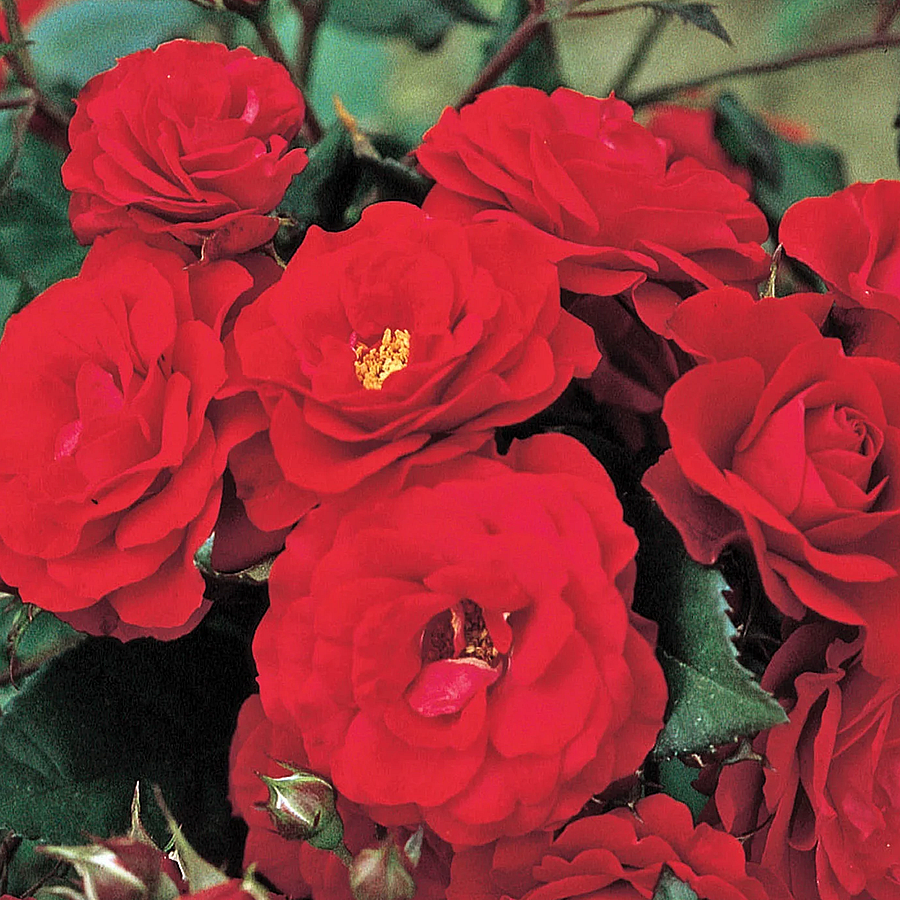 Rosa 'Europeana' R&oacute;zsa 'Europeana'