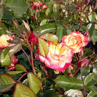 Rosa 'Firebird' Rózsa 'Firebird'