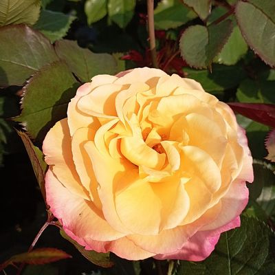 Rózsa 'Firebird' Rosa 'Firebird'
