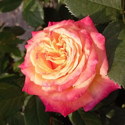 Rózsa 'Firebird' Rosa 'Firebird'