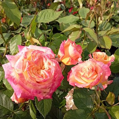 Rózsa 'Firebird' Rosa 'Firebird'
