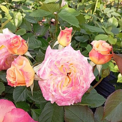 Rózsa 'Firebird' Rosa 'Firebird'