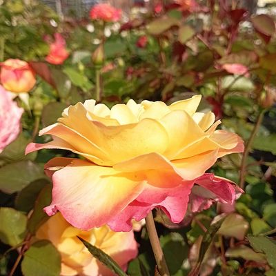 Rózsa 'Firebird' Rosa 'Firebird'