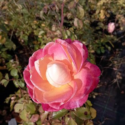 Rosa 'Flaming Star' Rózsa 'Flaming Star'
