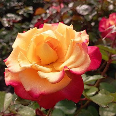 Rózsa 'Flaming Star' Rosa 'Flaming Star'
