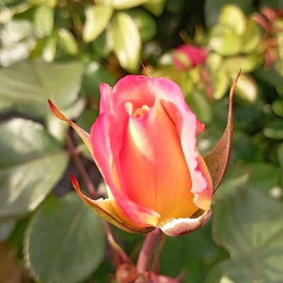 Rózsa 'Flaming Star' Rosa 'Flaming Star'