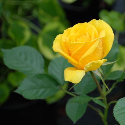 Rózsa 'Friesia' Rosa 'Friesia'