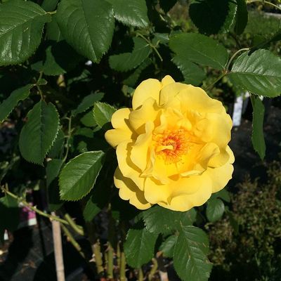 Rózsa 'Friesia' Rosa 'Friesia'