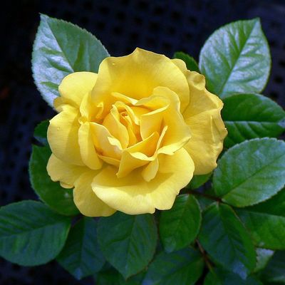 Rosa 'Friesia' Rózsa 'Friesia'