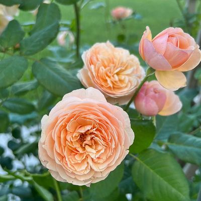 Rosa 'Garden of Roses' Rózsa 'Garden of Roses'
