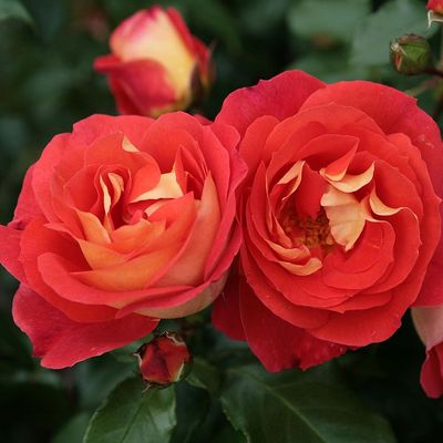 Rosa 'Gebrüder Grimm' Rózsa 'Gebrüder Grimm'