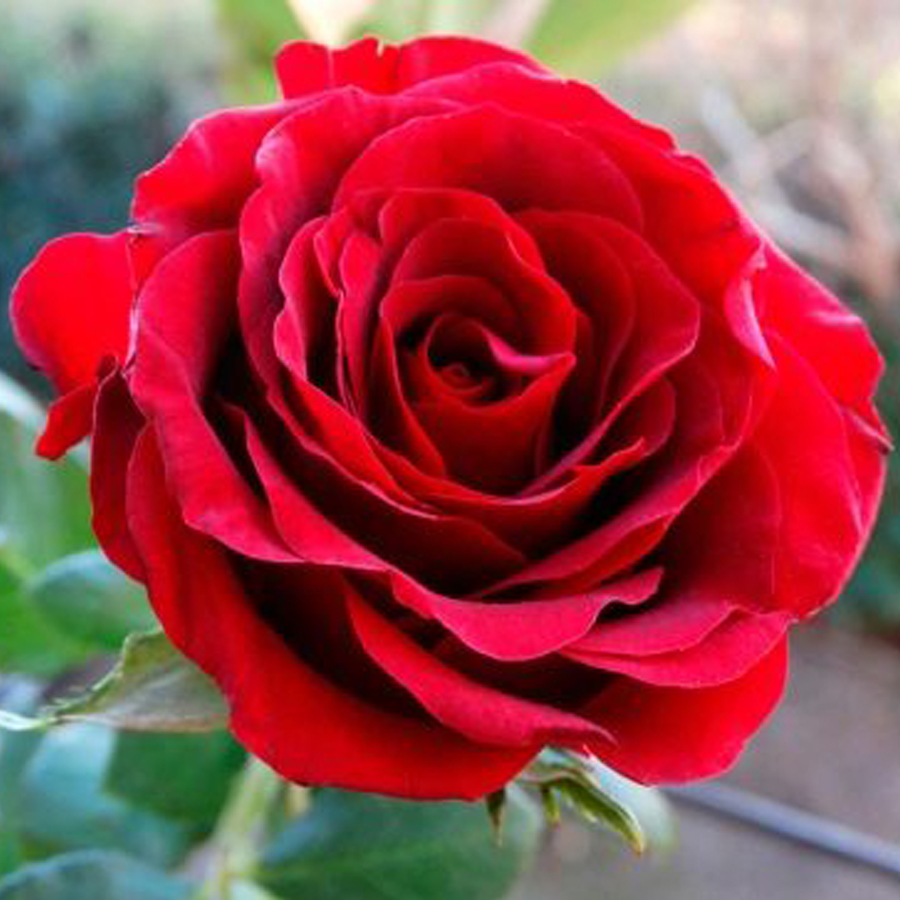 Rosa 'Gladiator' Rózsa 'Gladiator'