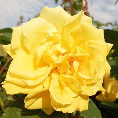 Rosa 'Golden Gate ' Rózsa 'Golden Gate '