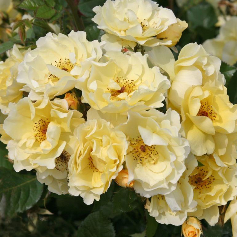 Rosa 'Goldspatz' R&oacute;zsa 'Goldspatz'