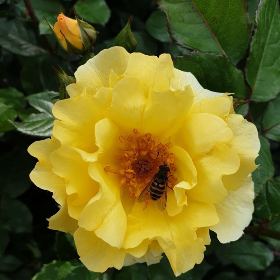 R&oacute;zsa 'Goldspatz' Rosa 'Goldspatz'