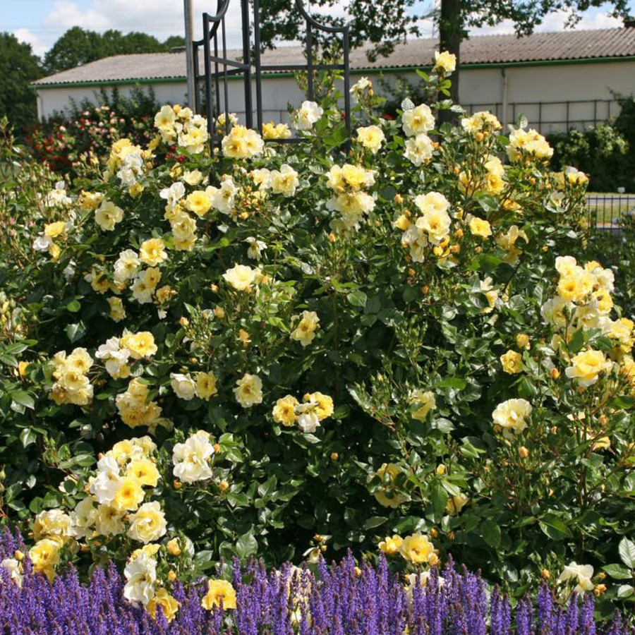 R&oacute;zsa 'Goldspatz' Rosa 'Goldspatz'