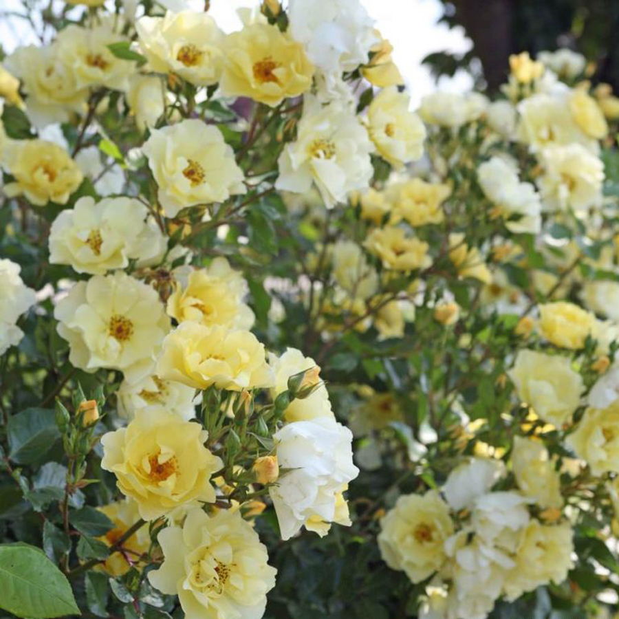 R&oacute;zsa 'Goldspatz' Rosa 'Goldspatz'