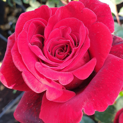 Rózsa 'Grande Amore' Rosa 'Grande Amore'