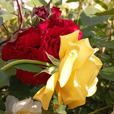 Rózsa 'Golden Gate ' Rosa 'Golden Gate '