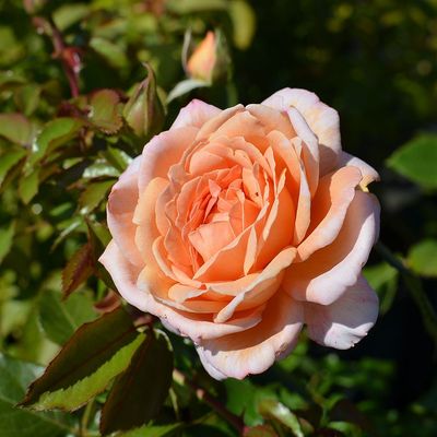 Rózsa 'Grossherzogin Luisse' Rosa 'Grossherzogin Luisse'