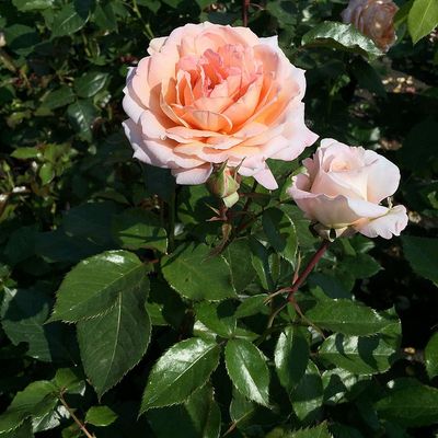 Rosa 'Grossherzogin Luisse' Rózsa 'Grossherzogin Luisse'