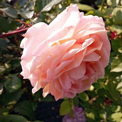 Rózsa 'Grossherzogin Luisse' Rosa 'Grossherzogin Luisse'