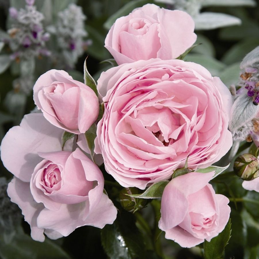 Rosa 'Hans G&ouml;newein' R&oacute;zsa 'Hans G&ouml;newein'