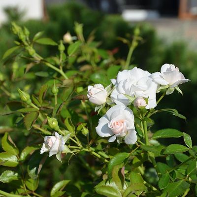 R&oacute;zsa 'Helga' Rosa 'Helga'