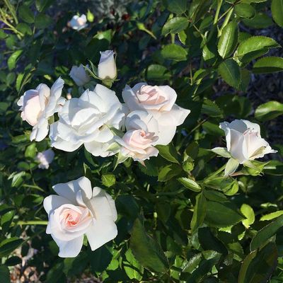 Rosa 'Helga' R&oacute;zsa 'Helga'