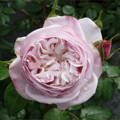 Rosa 'Herkules' Rózsa 'Herkules'