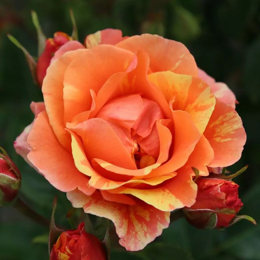 Rosa 'Lollipop' R&oacute;zsa 'Lollipop'