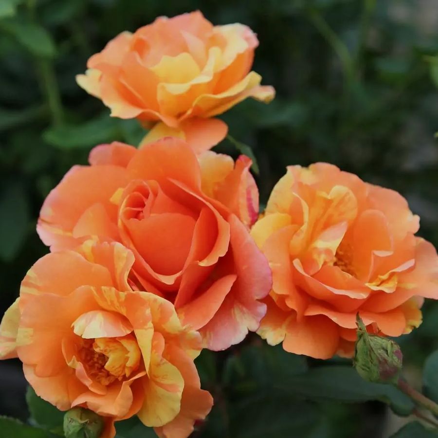 R&oacute;zsa 'Lollipop' Rosa 'Lollipop'