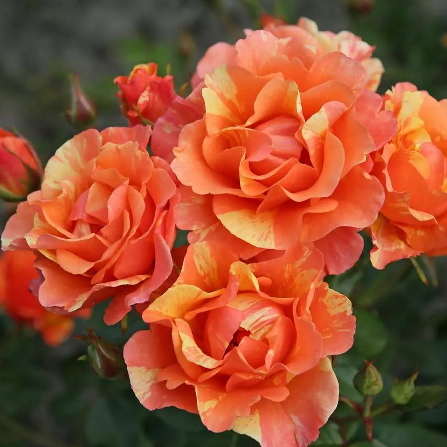 R&oacute;zsa 'Lollipop' Rosa 'Lollipop'