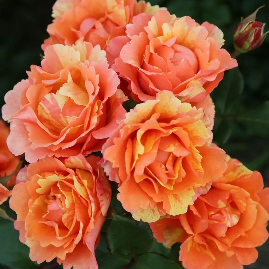 R&oacute;zsa 'Lollipop' Rosa 'Lollipop'