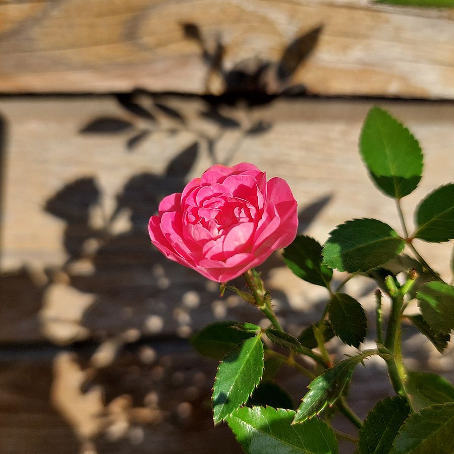 Rosa 'Lovely Pink' Rózsa 'Lovely Pink'
