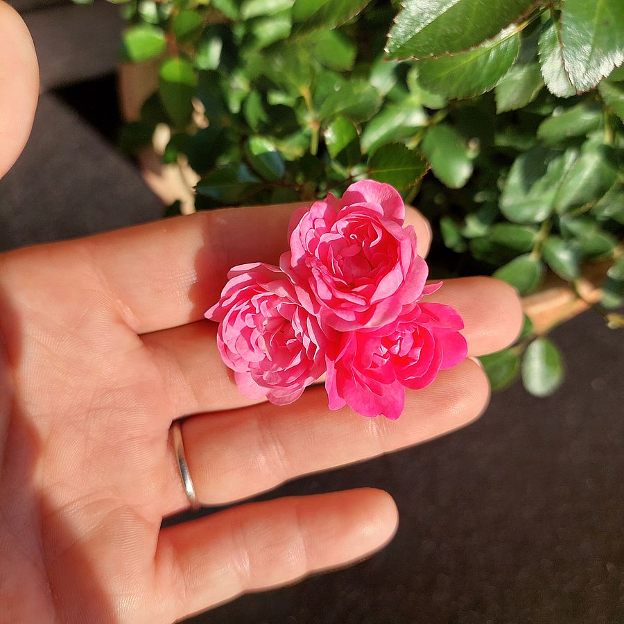 Rózsa 'Lovely Pink' Rosa 'Lovely Pink'