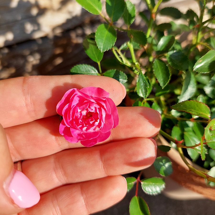 Rózsa 'Lovely Pink' Rosa 'Lovely Pink'