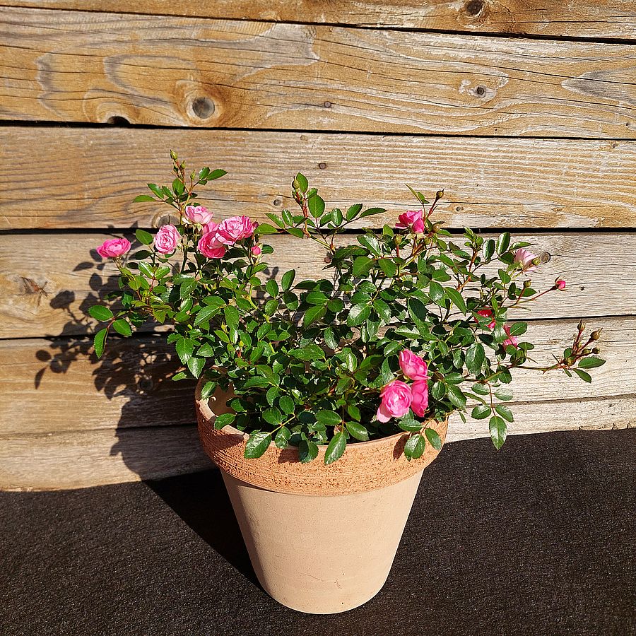 Rózsa 'Lovely Pink' Rosa 'Lovely Pink'