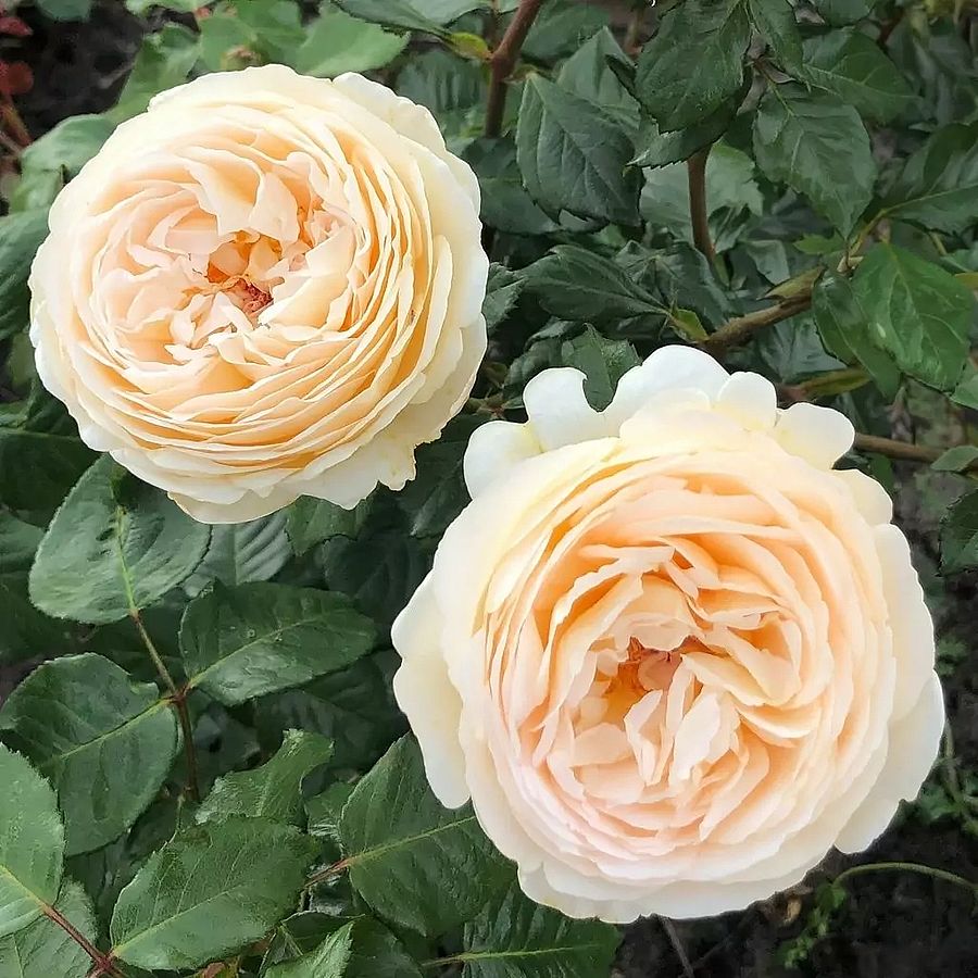 Rosa 'Marzipan' Rózsa 'Marzipan'
