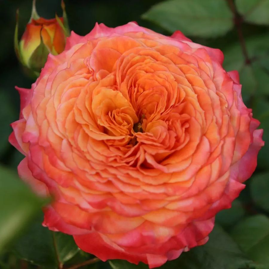 Rosa 'Meteor' R&oacute;zsa 'Meteor'