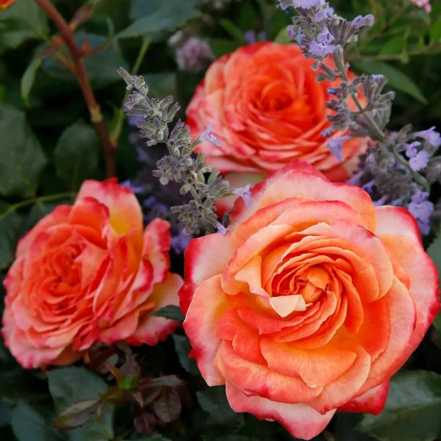 R&oacute;zsa 'Meteor' Rosa 'Meteor'