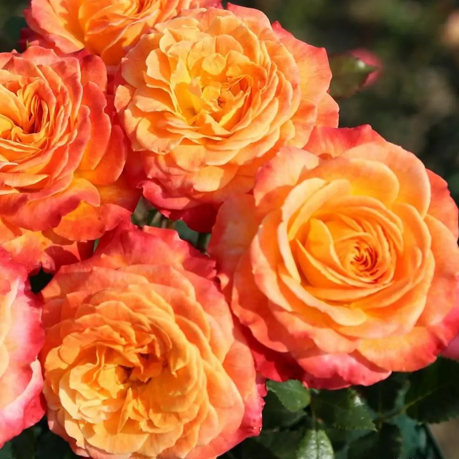 R&oacute;zsa 'Meteor' Rosa 'Meteor'