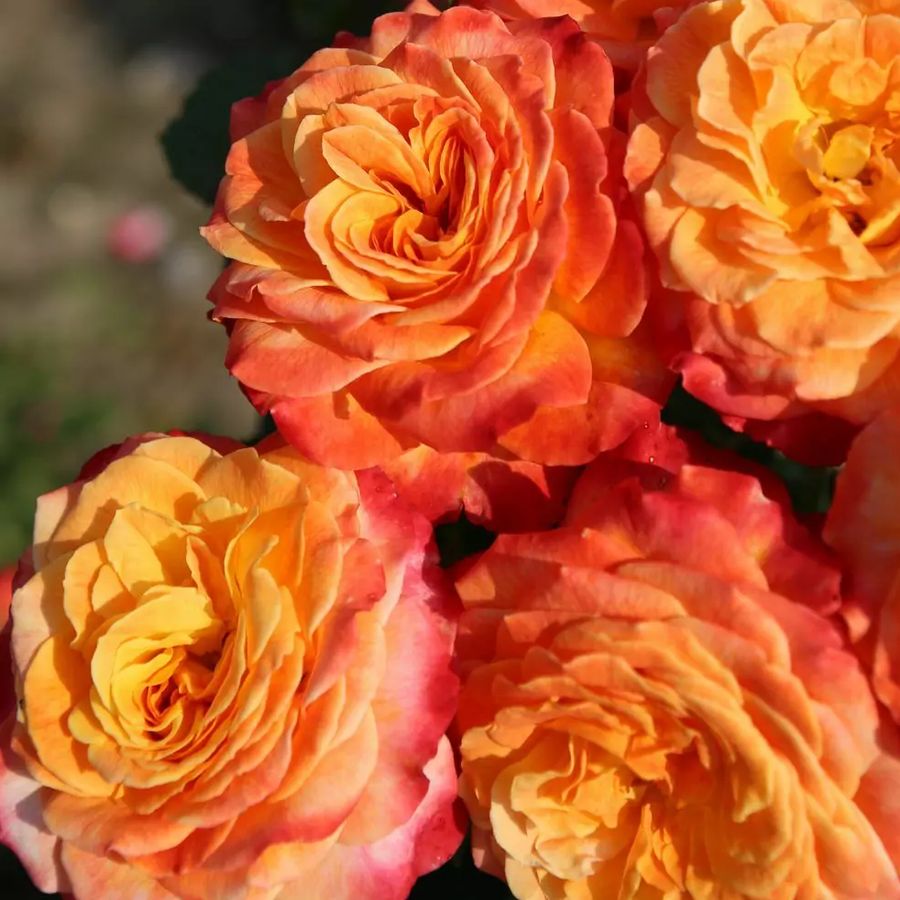 R&oacute;zsa 'Meteor' Rosa 'Meteor'